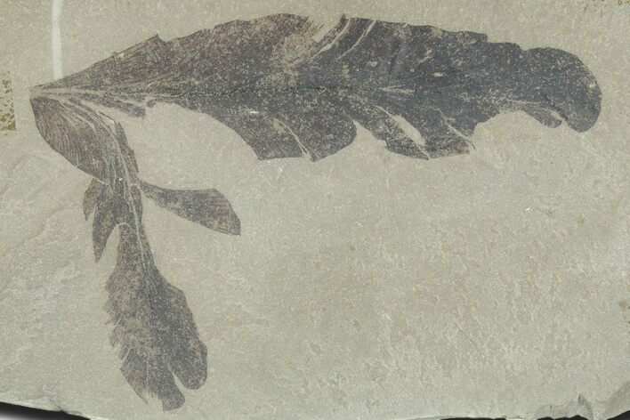 Fossil Climbing Fern (Lygodium) Leaf - Insect Predation! #356129